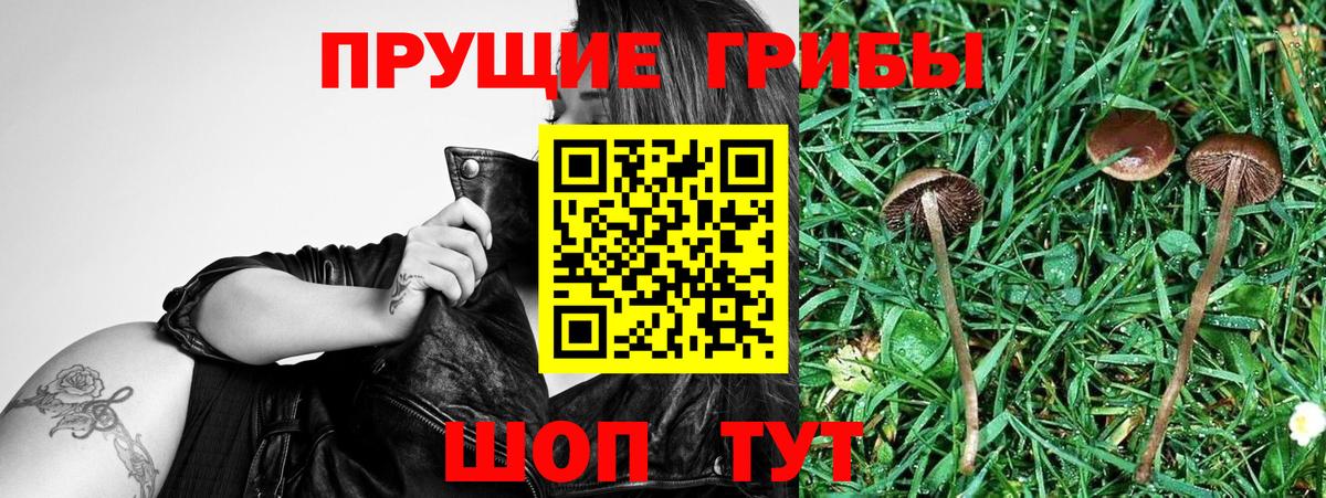 Галлюциногенные грибы Psilocybine cubensis  Псилоцибиновые грибы мицелий  Шебекино  Вход с VPN 